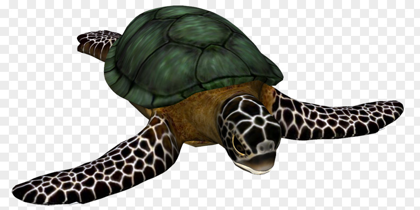 Turtle Loggerhead Sea Cheloniidae Hawksbill Tortoise PNG