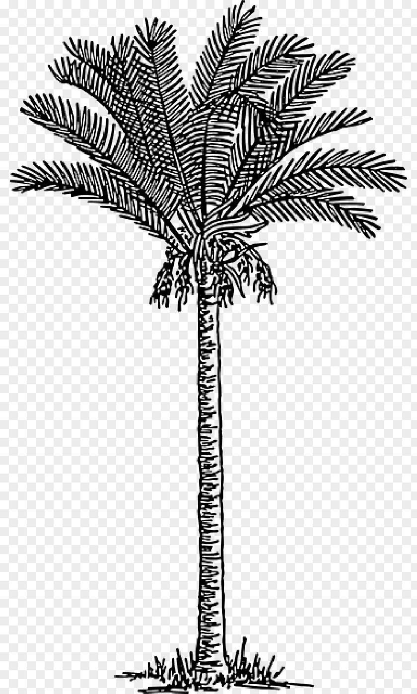 Date Palm Trees Drawing Clip Art Image PNG