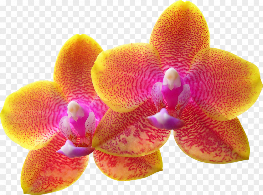 Flower Orchids Zodiac Astrological Sign Aries PNG