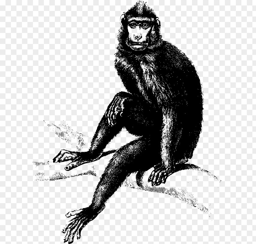 Gorilla The Evil Monkey Homo Sapiens Primate PNG