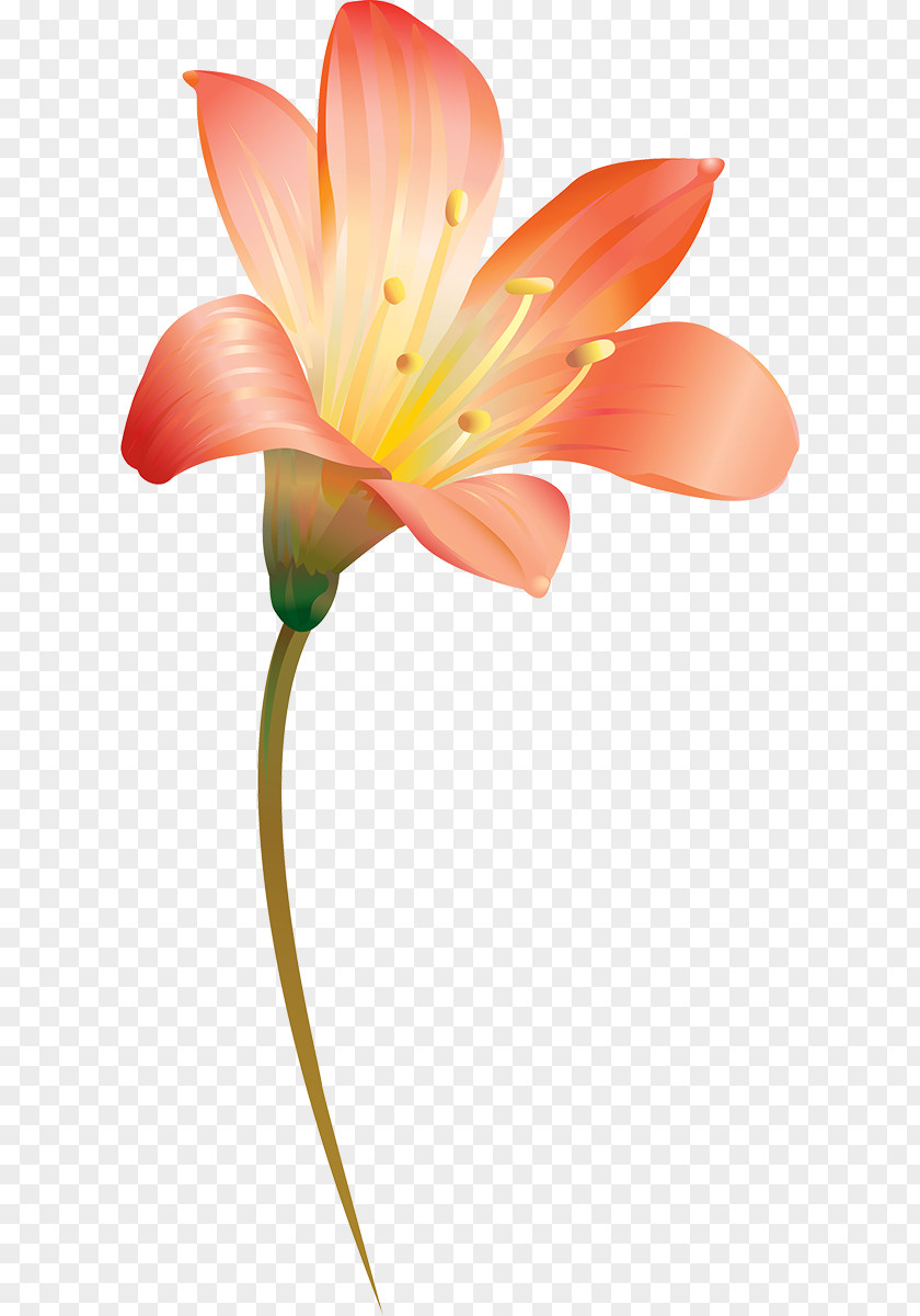 Lillie Lightship Alstroemeriaceae Cut Flowers Plant Stem Close-up PNG