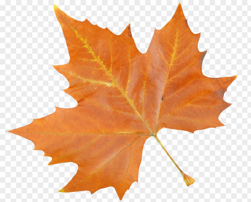 Maple Leaf Feature PNG