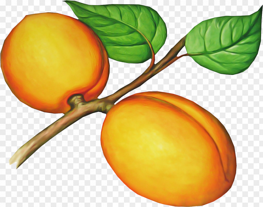 Peach Tree Orange PNG