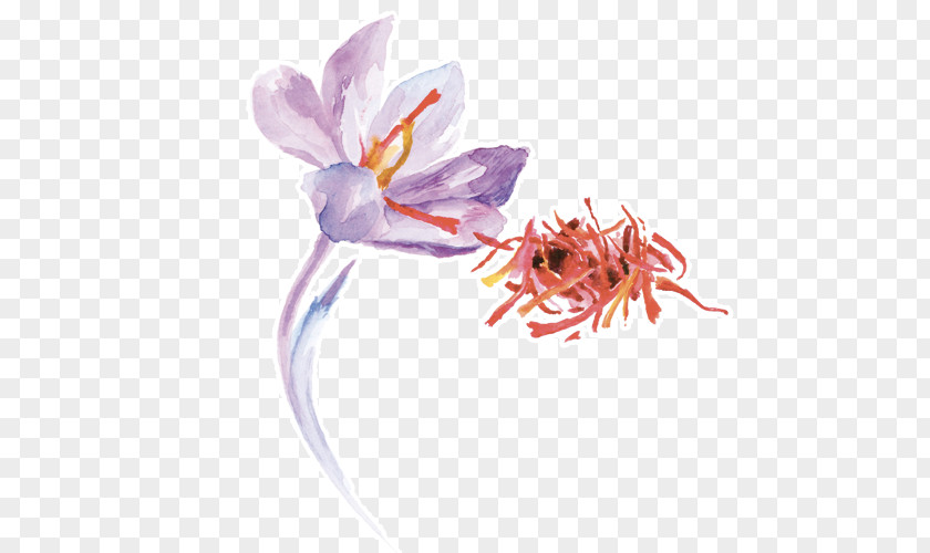 Rag Saffron Stock Photography Royalty-free PNG