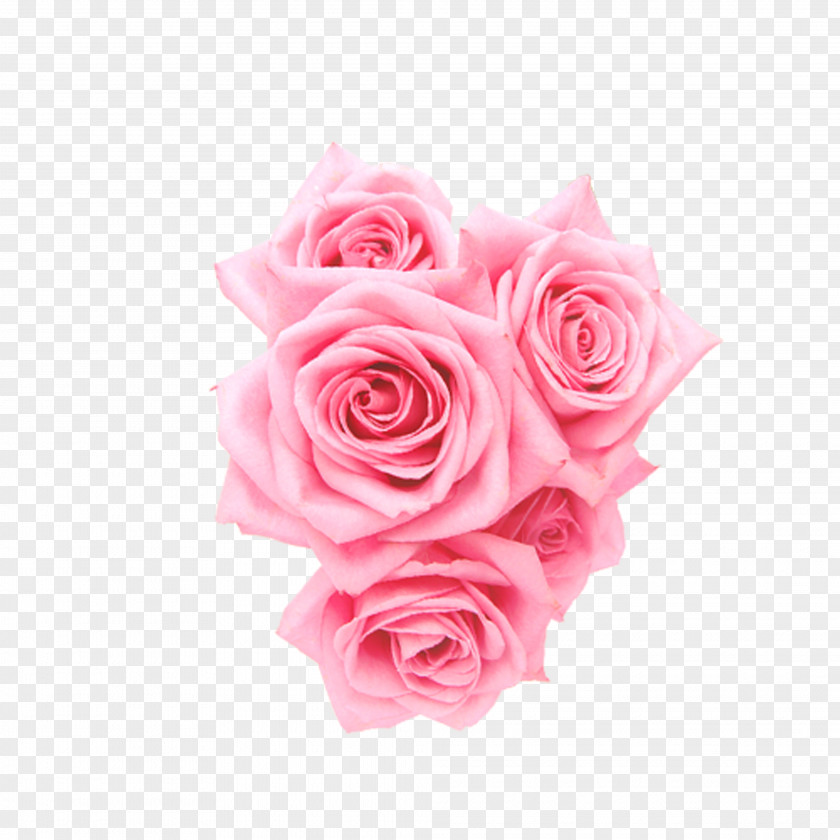 Rose Beach Garden Roses Centifolia Pink Flower PNG