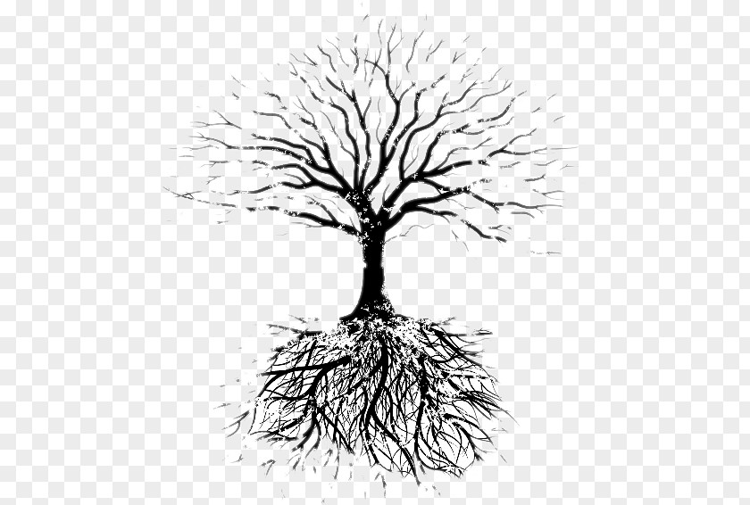 Tree Fruit Root Drawing Faribault Evangelical Free Church PNG