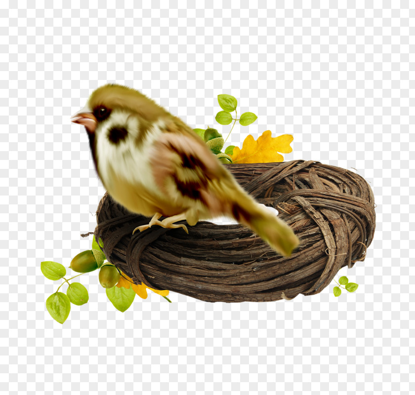 Bird House Sparrow Nest Swallow American Sparrows PNG