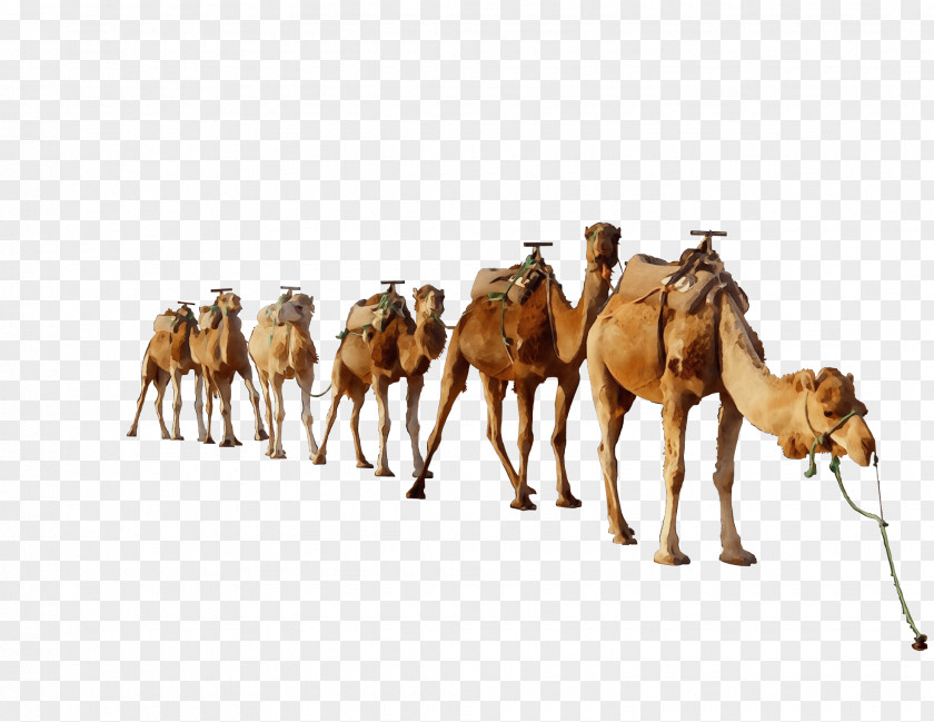 Dromedary PicsArt Photo Studio Image Camel Toe Editing PNG