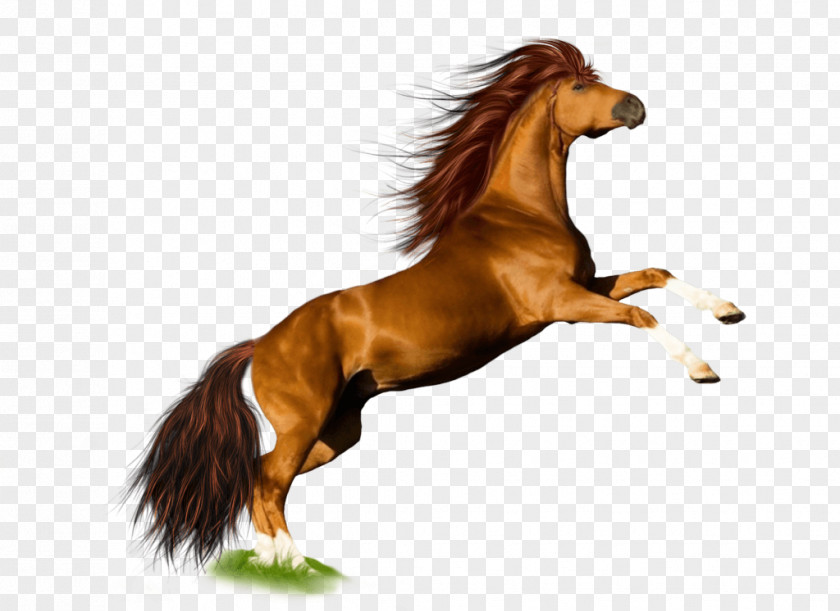 Horse Image Download Picture Transparent Background Mustang Pony Stallion Mane PNG
