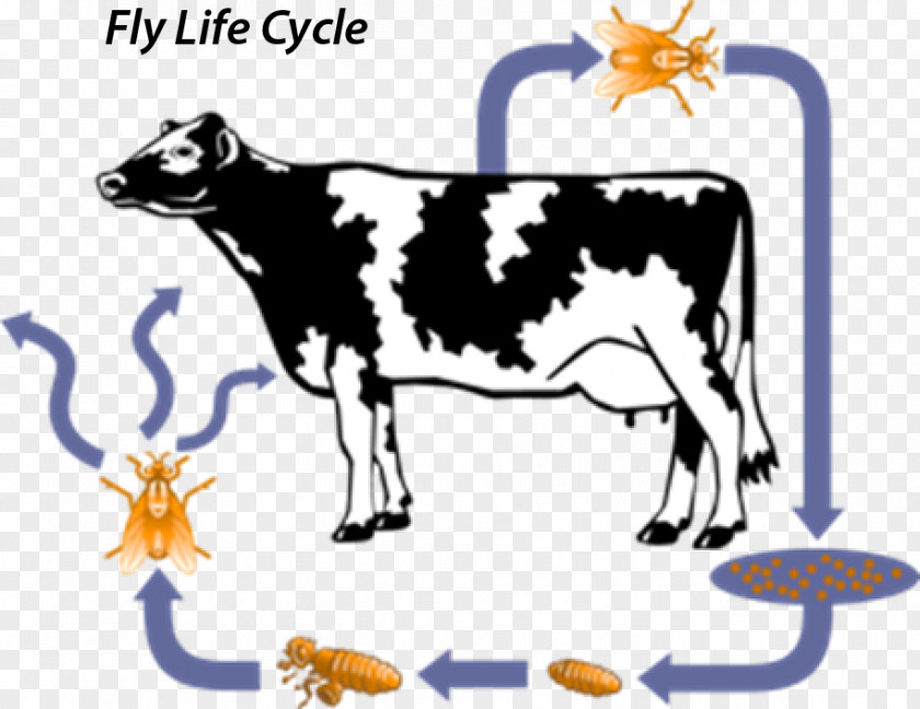 Long Horn Cattle Dairy The Life Cycle Of A Cow Fly PNG
