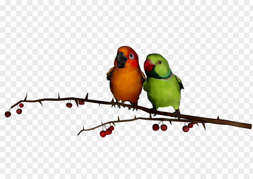 Lovebird Parakeet Finches Feather PNG