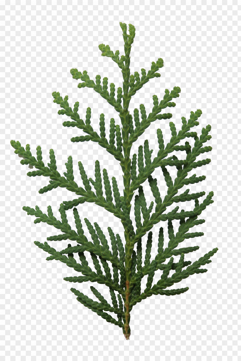 Real Leaf Arborvitae Fir Spruce PNG