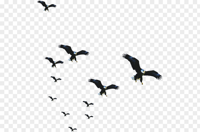 Eagle Bird Flock PNG