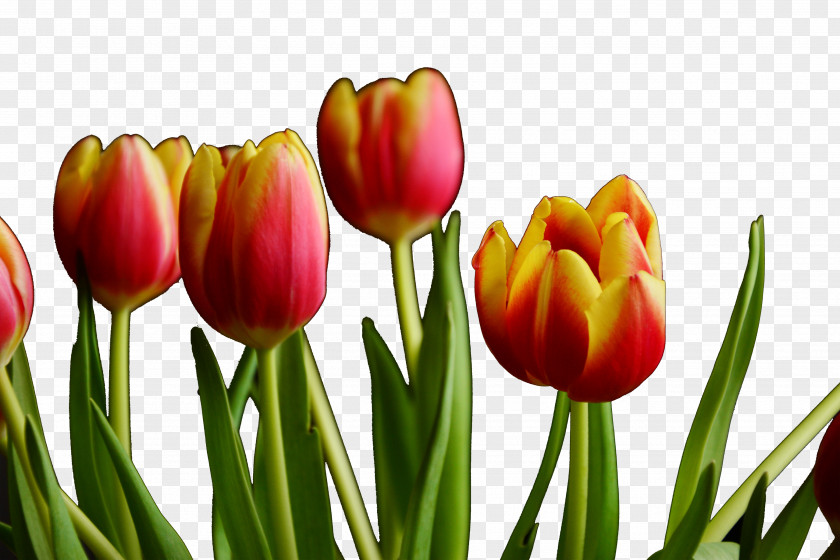 Men's Plants Tulip Canton Tower Plant PNG