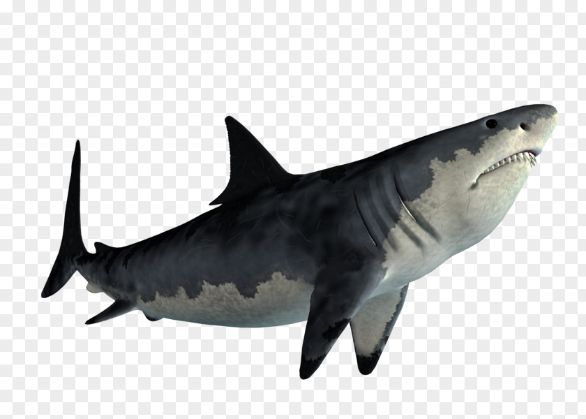 Shark Tiger Great White Jaws PNG