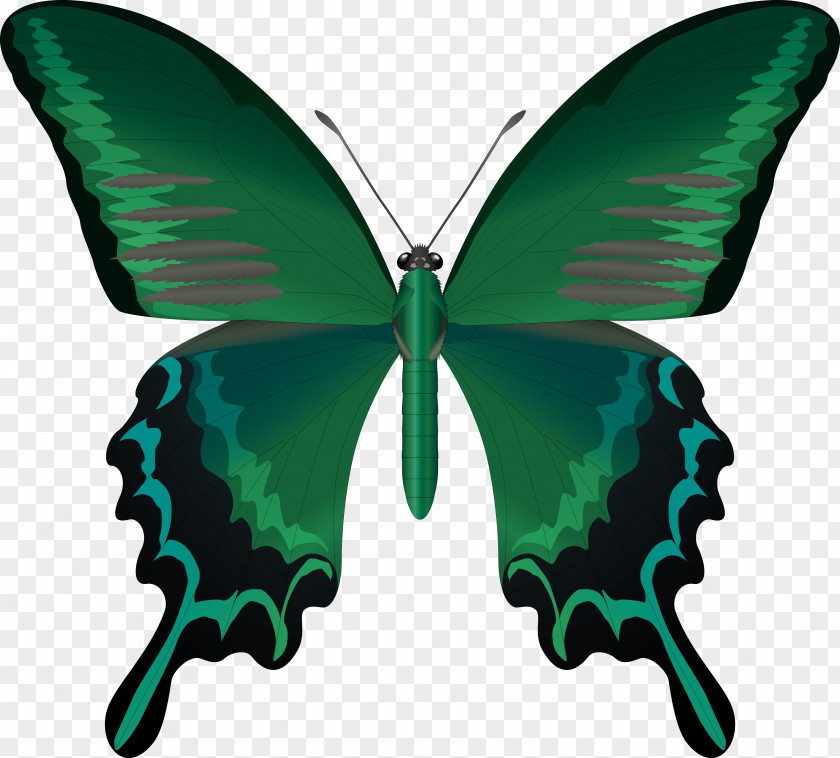 Vector Butterfly Insect Wing Antenna Clip Art PNG