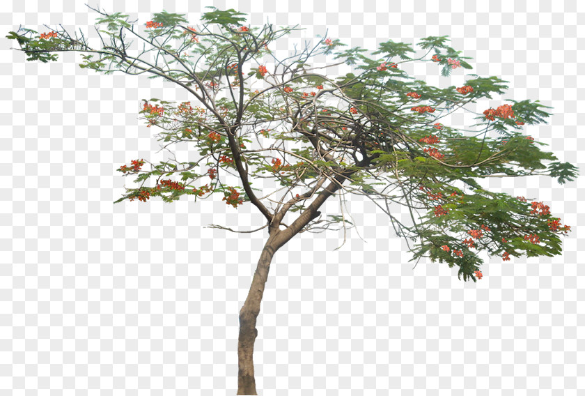 Watercolor Plant Tree Royal Poinciana PNG