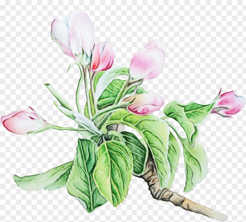Anthurium Cyclamen Flower Plant Cut Flowers Pink Petal PNG