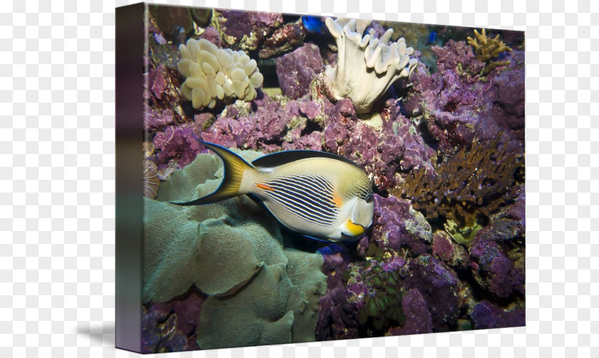 Coral Reef Fish Marine Biology Stony Corals PNG