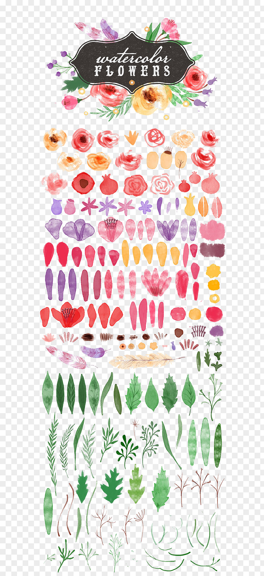 Floral Collection Watercolor Painting Illustration PNG