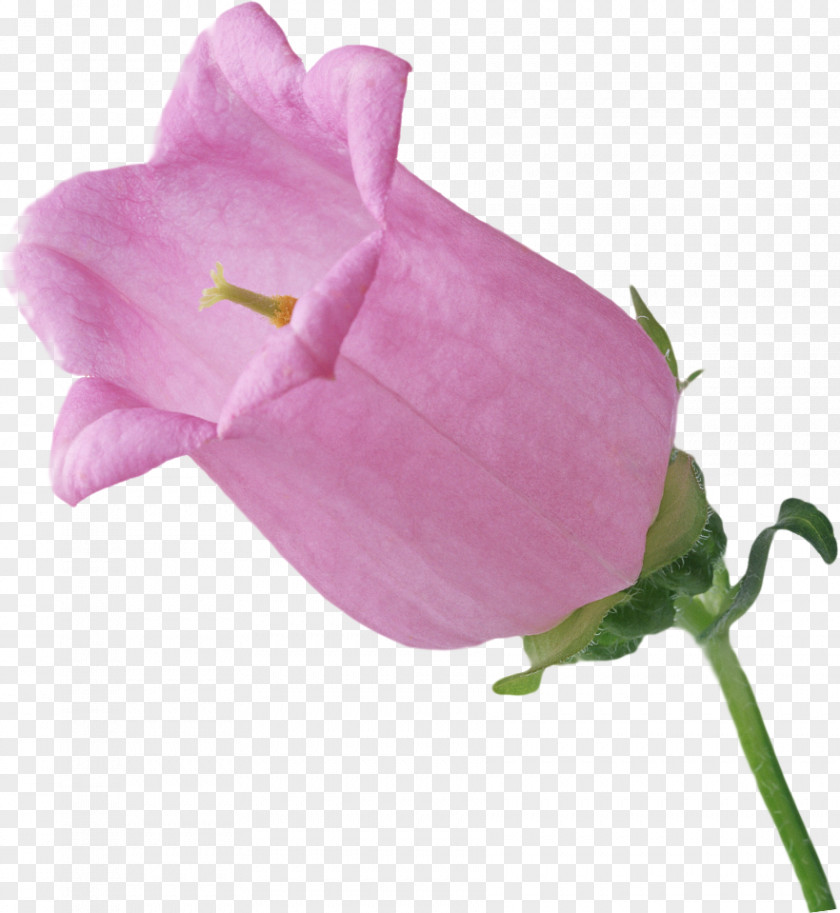 Flower Ipomoea Nil Photography Lilium PNG