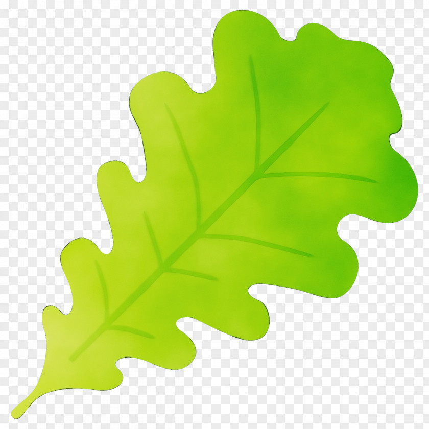 Flowering Plant Maple Leaf PNG