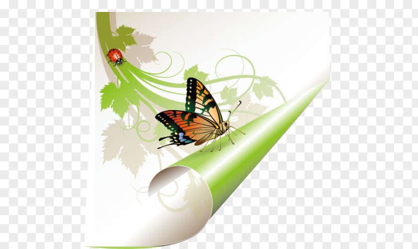 Insect Angle English Grammar Illustration PNG