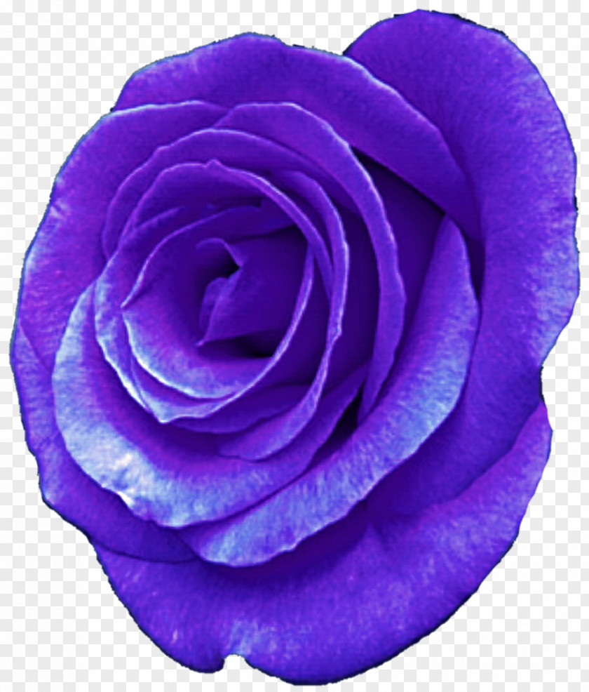 Lavender Flower Centifolia Roses Purple Garden Violet PNG
