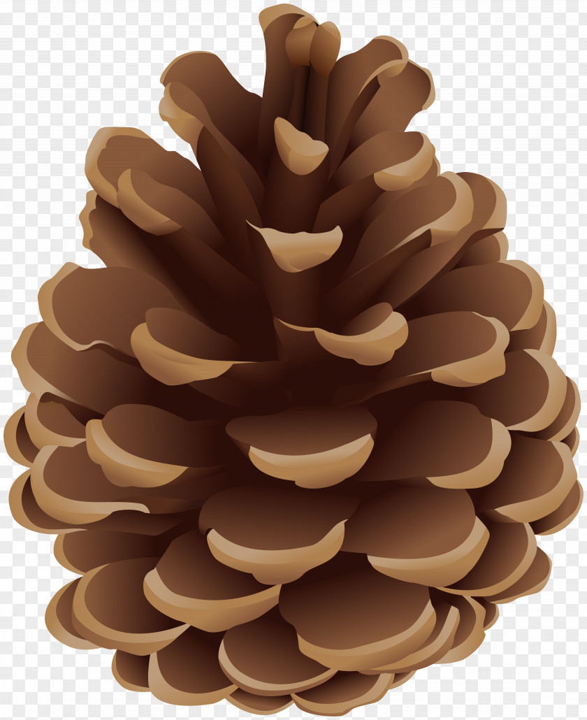 Pine Cone Holiday Clip Art Conifer Illustration Vector Graphics PNG