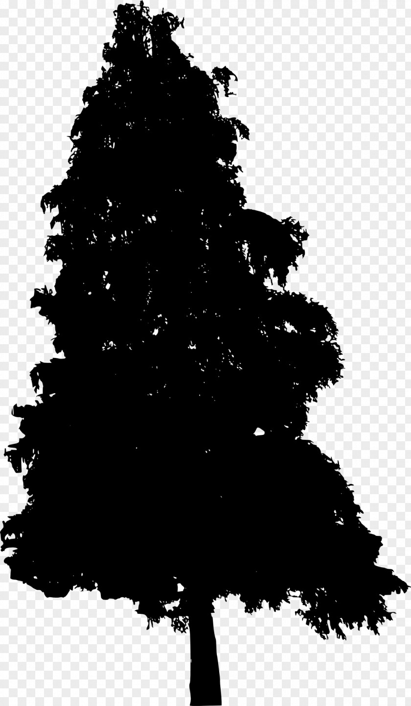 Pine Tree Fir Spruce Conifers PNG