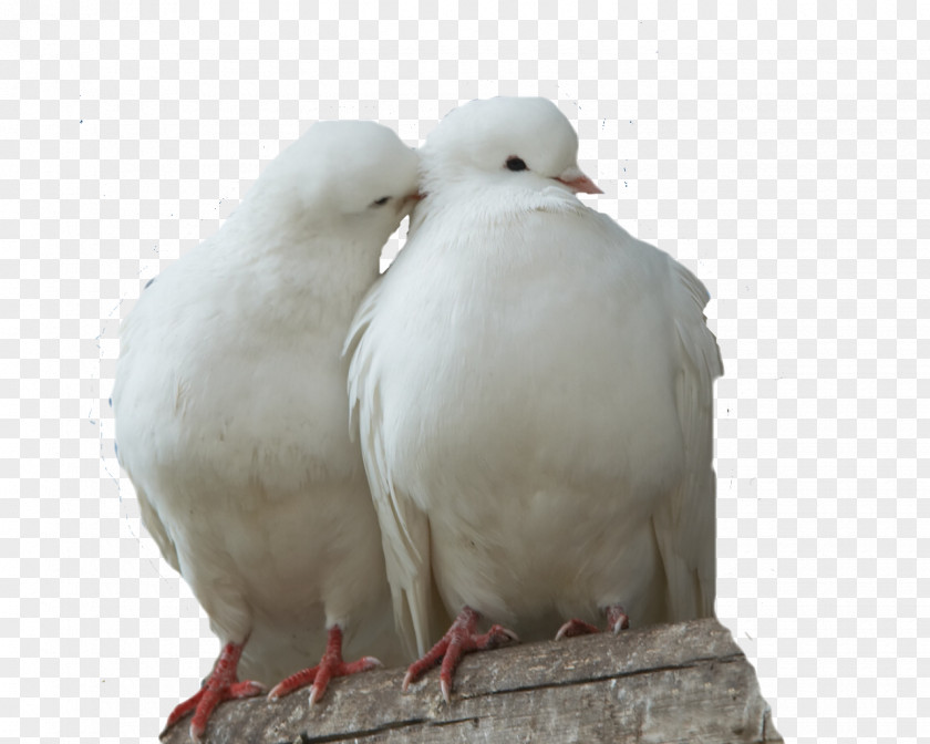 Seagull Columbidae Domestic Pigeon Bird Doves As Symbols Fancy PNG
