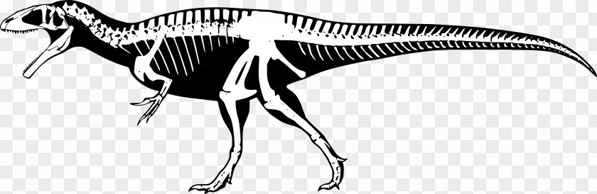 Torvosaurus Tyrannosaurus Portugal Skeleton Animal PNG