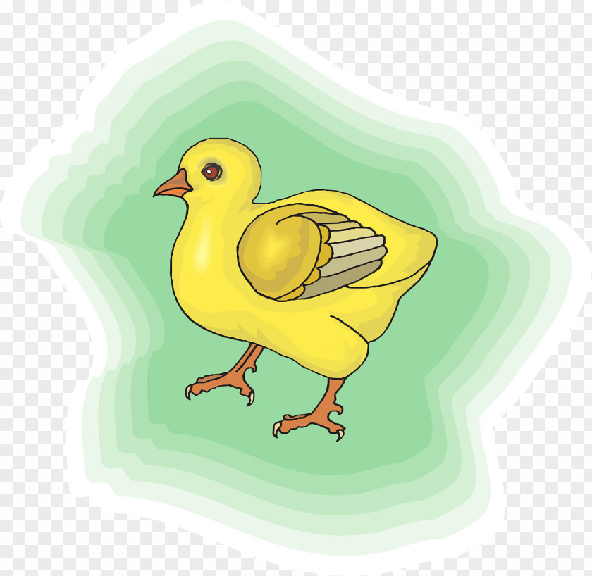 Chick Chicken Animation Bird Clip Art PNG