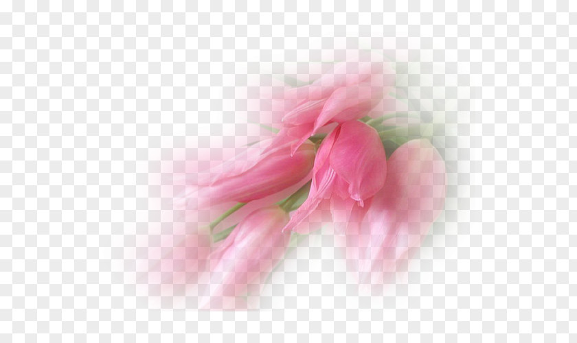 Tulip Petal Flower Photography PNG