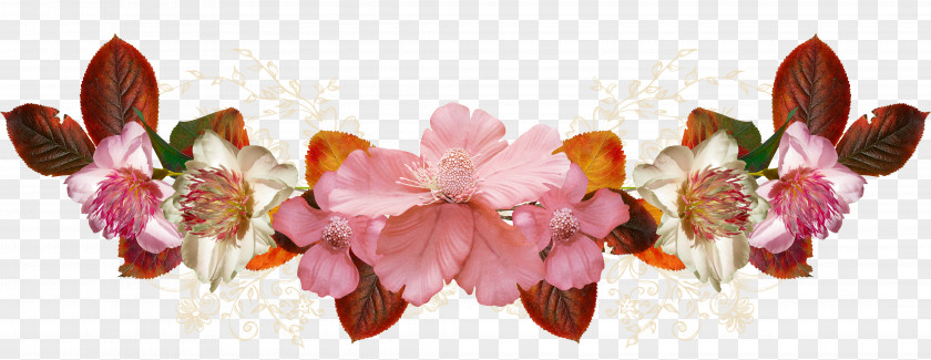 50 Petal Floral Design Pink M Flowering Plant PNG