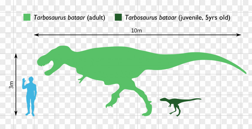 Dinosaur Tarbosaurus Daspletosaurus Albertosaurus Argentinosaurus Ceratosaurus PNG