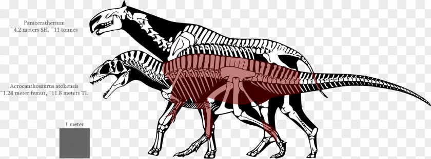 Dinosaur Tyrannosaurus Spinosaurus Size Allosaurus Nanotyrannus PNG