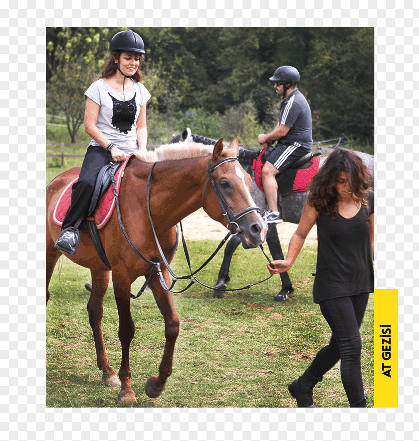 Horse Eventing Hunt Seat Equestrian Hotel PNG