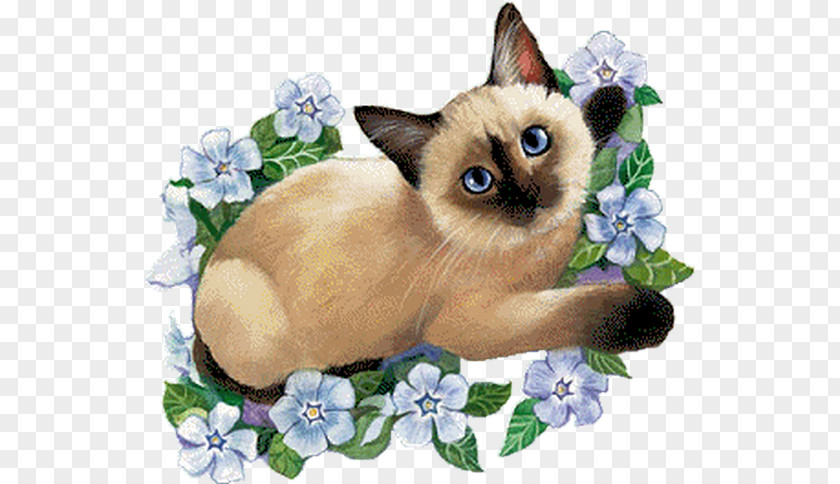 Kitten Siamese Cat Birthday Birman Oriental Shorthair PNG