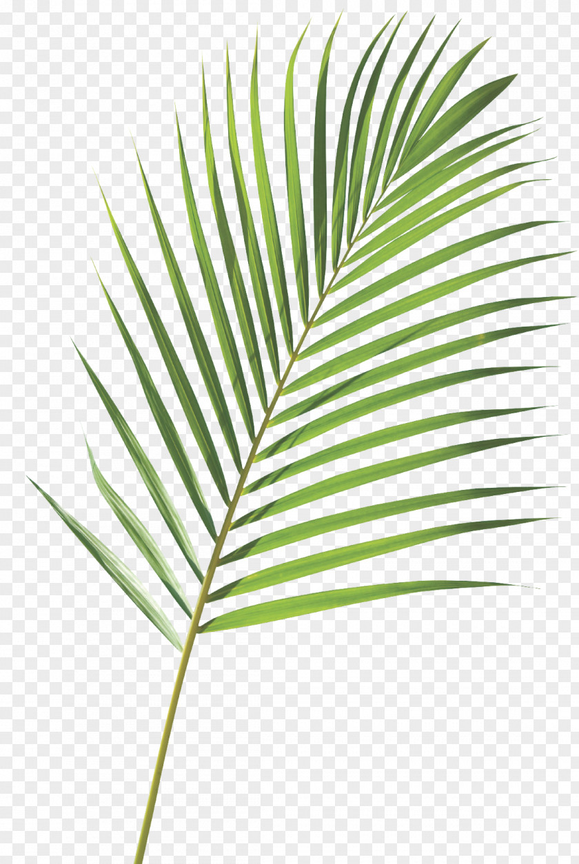 Palm Sunday Royalty-free Frond Arecaceae Branch Leaf PNG