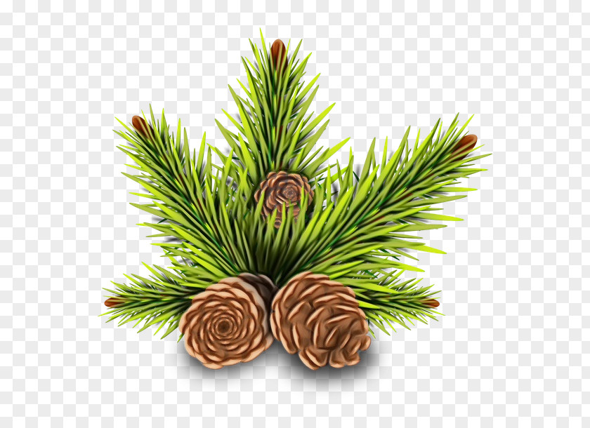 Pine Conifer Cone Holiday Christmas Day Conifers PNG