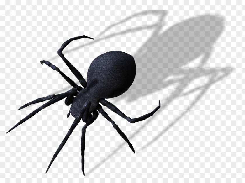 Spider Clipart Image Clip Art PNG