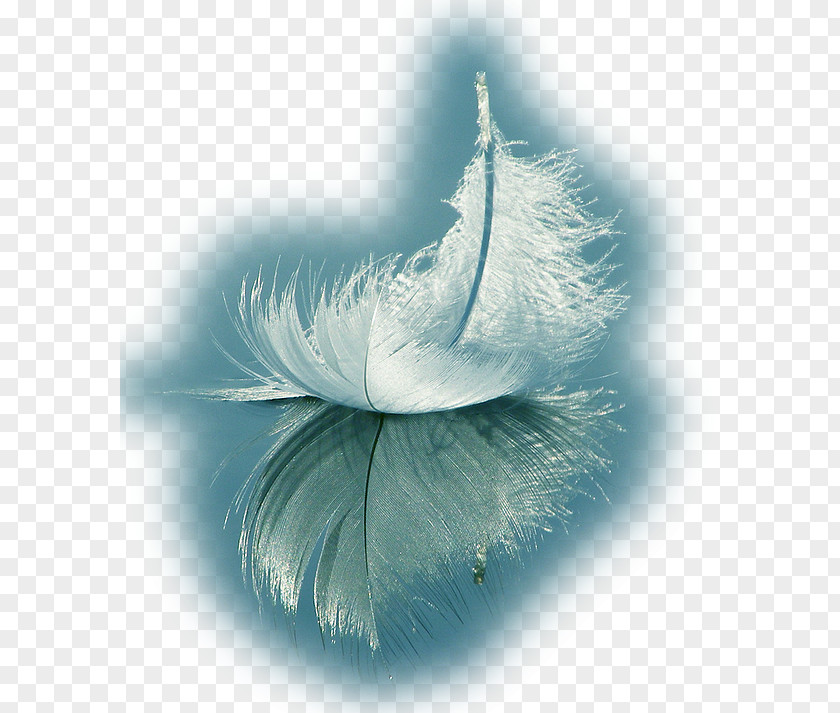 Feather White Spirituality Love PNG