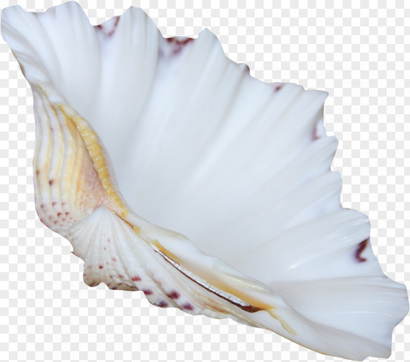 Seabed White Shell Material Free To Pull Albom Clip Art PNG