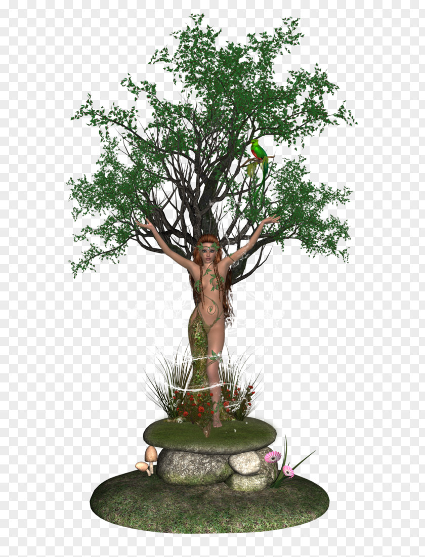 Tree Bonsai Houseplant Flowerpot Woody Plant PNG