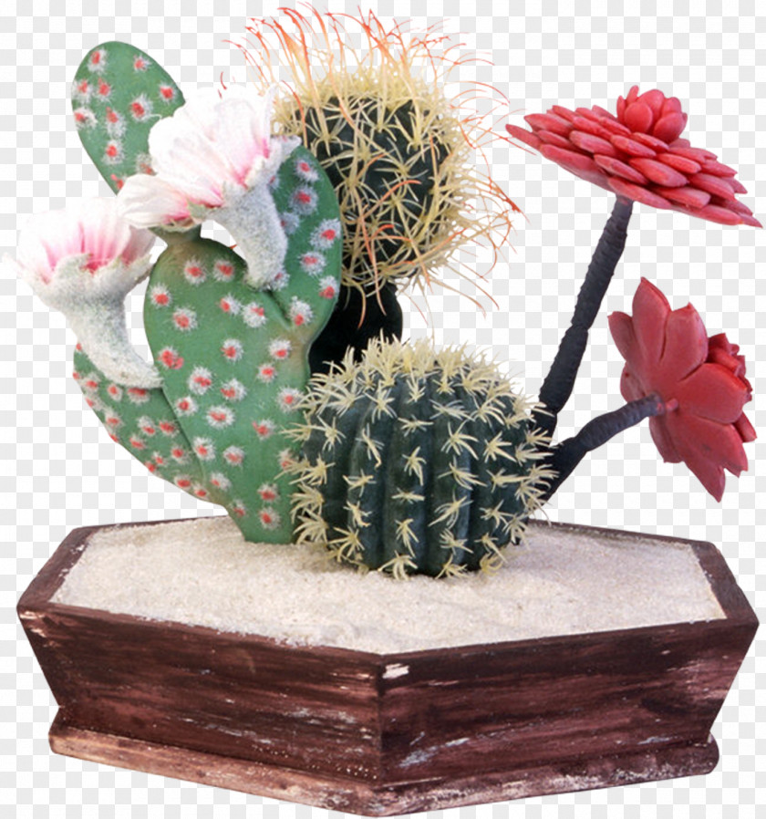 Cactus Cactaceae Isla Incahuasi Flowering Plant Flowerpot PNG