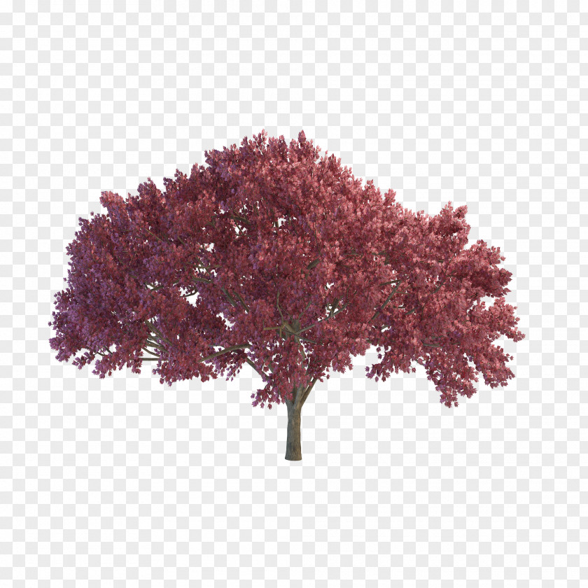 Cherry Tree File Clip Art PNG