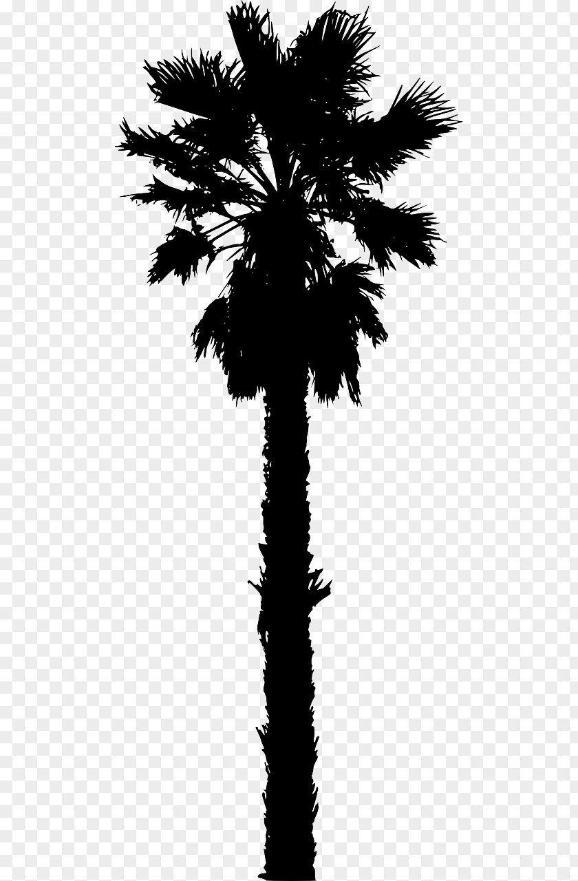 Date Palm Arecaceae Washingtonia Filifera Tree Clip Art PNG