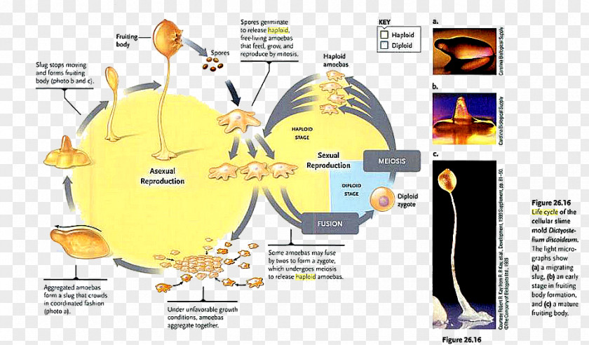 Dictyostelium Discoideum Haploid Cell Biology Ploidy PNG