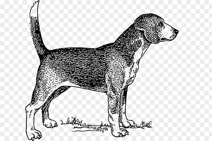 Dog Beagle Drawing Black And White Clip Art PNG